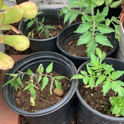 Tomatoes 