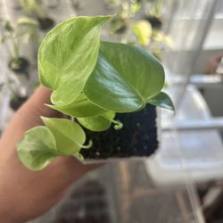 Monstera Deliciosa Seedlings 