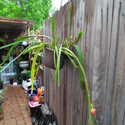 Beautifu Red Queen Flower Plant It's Starting Blooming Already 5 Flowers