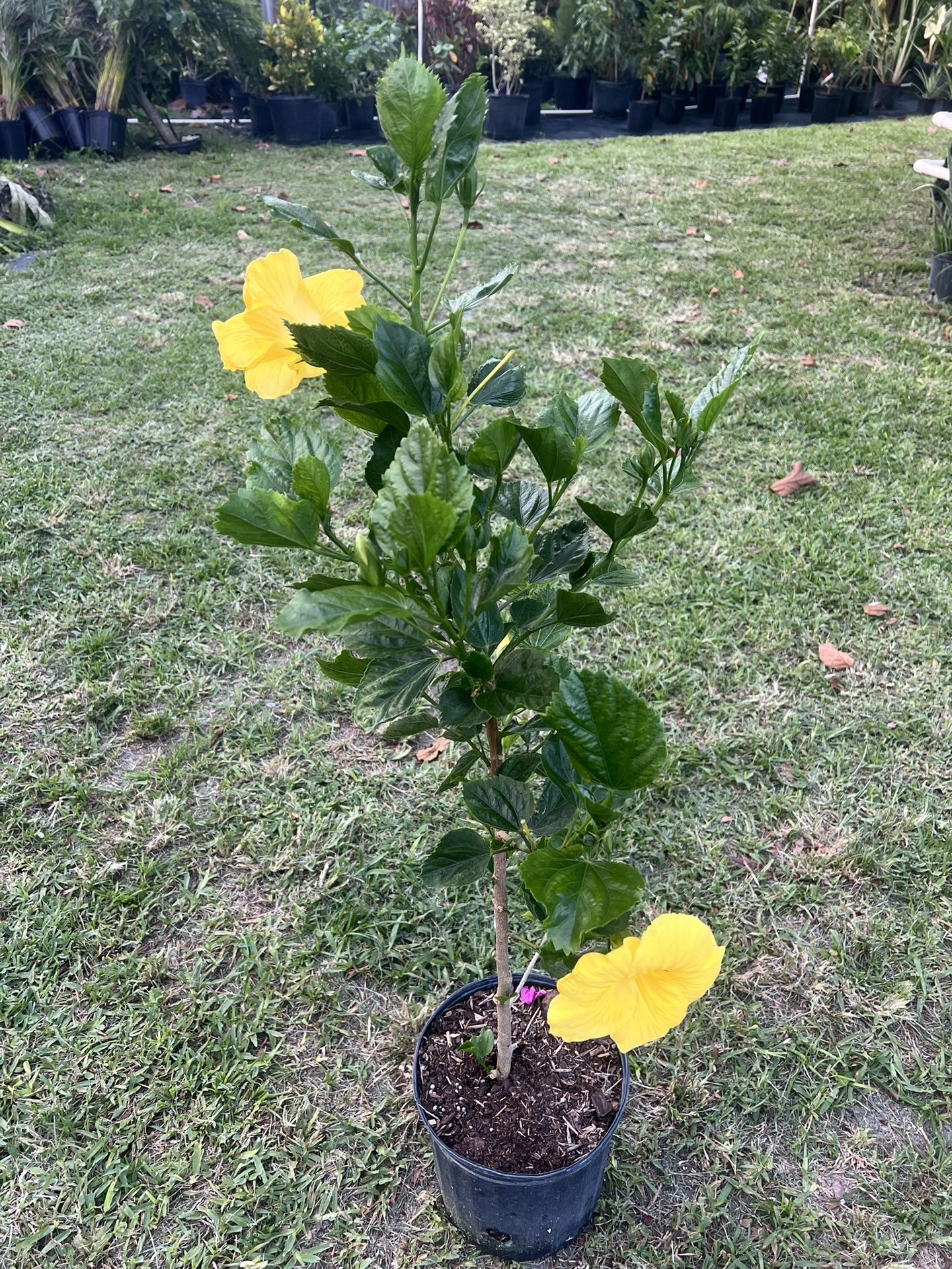 HIBISCUS (10” Pot Size) Attractive Flower, Bold & Beautiful