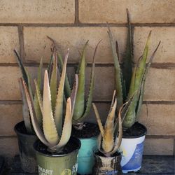 6" Aloe Vera Plant