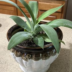 Foxtail Agave Planter