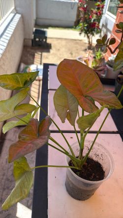 Plants