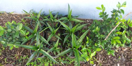 Pineapple Plants