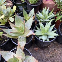 Succulent Plants 