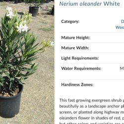 FREE White Oleanders (smaller than pictured)…grow to 8 ft