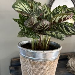 Healthy live Plants (in Terracota Pot)