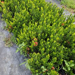 ixoras  Taiwanese  only $5.50