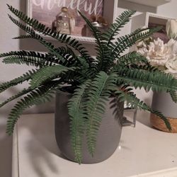 Fake Fern Plant