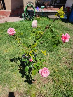 Rosal