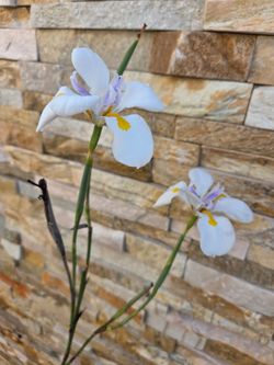Beautiful Plant