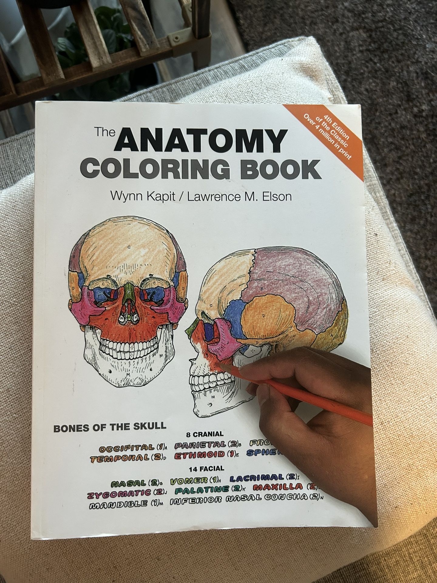 Anatomy Coloring Book Free To Good Home!