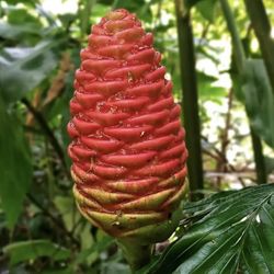 Shampoo Ginger Plant 