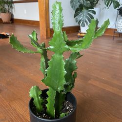 Dragon one Cactus House Plant 