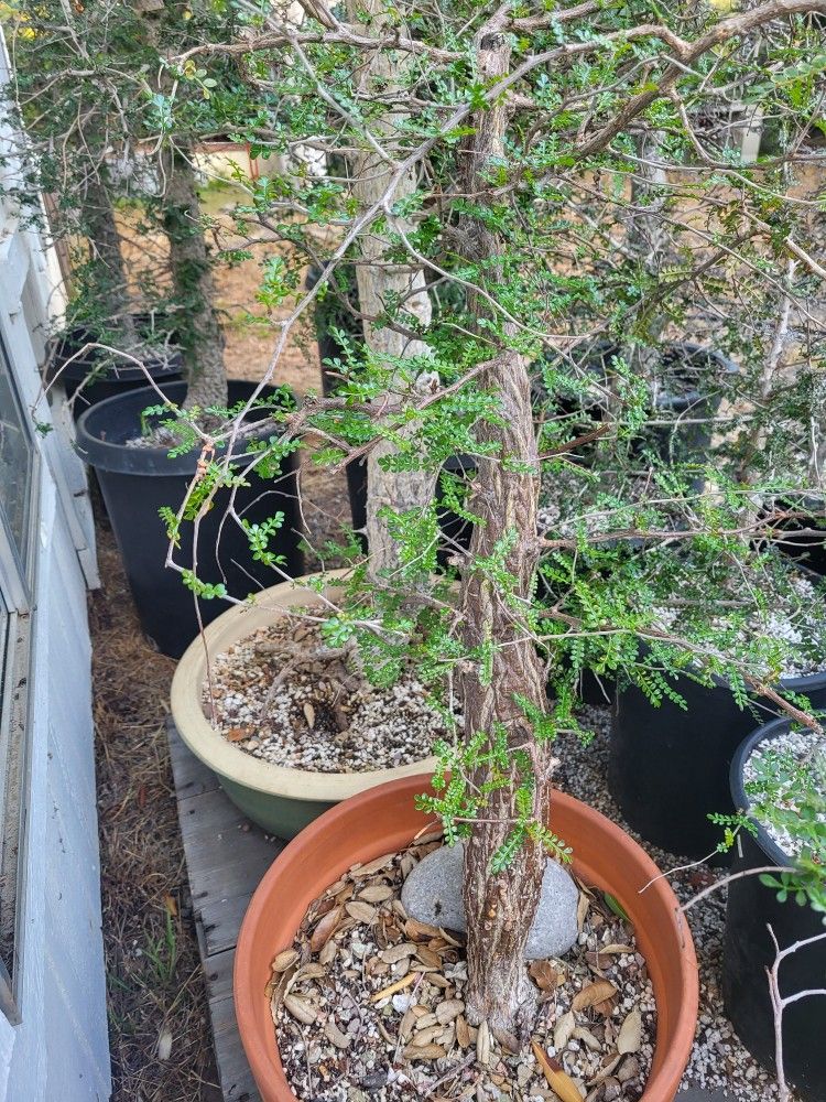 Madagascar Elephant Tree Operculicarya Decaryi 