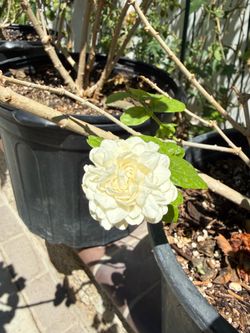 虎头茉莉花 JASMINE GRAND DUKE OF TUSCANY ARABIAN SAMBAC