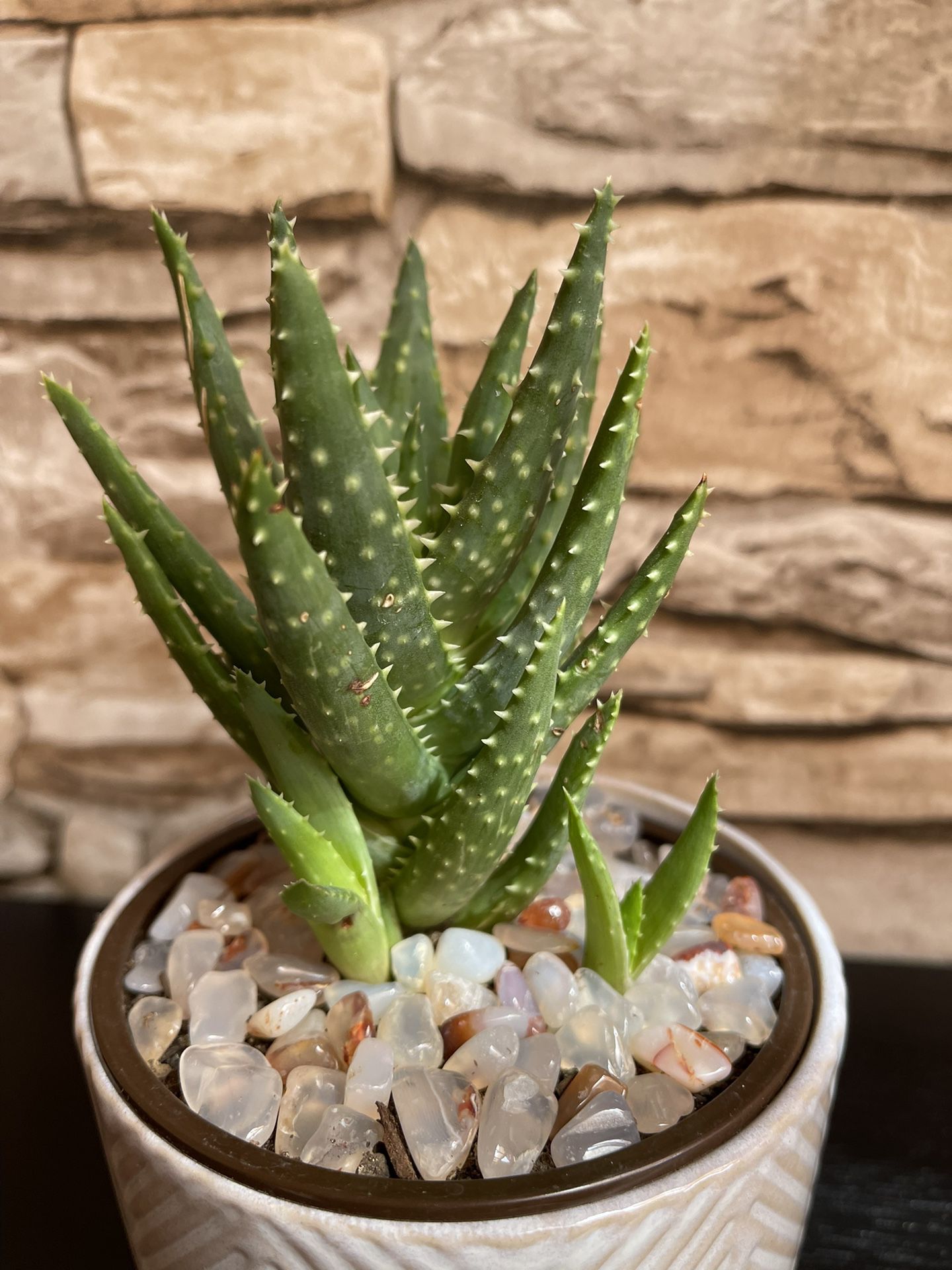 Aloe House Plant In 3"H Cute Pot.