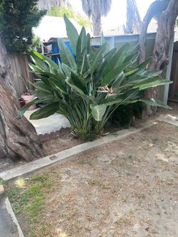 FREE 🆓 Bird of Paradise plant