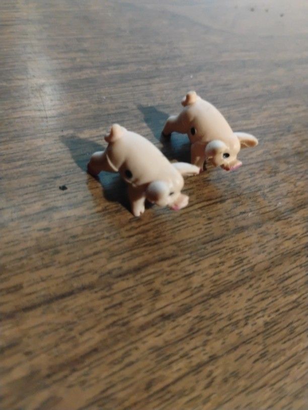 Pigs