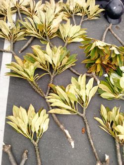 Plumeria Clippings White(Yellow Center)