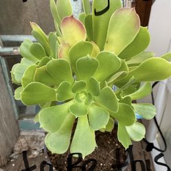 Aeonium Arboreum Plant/Tree