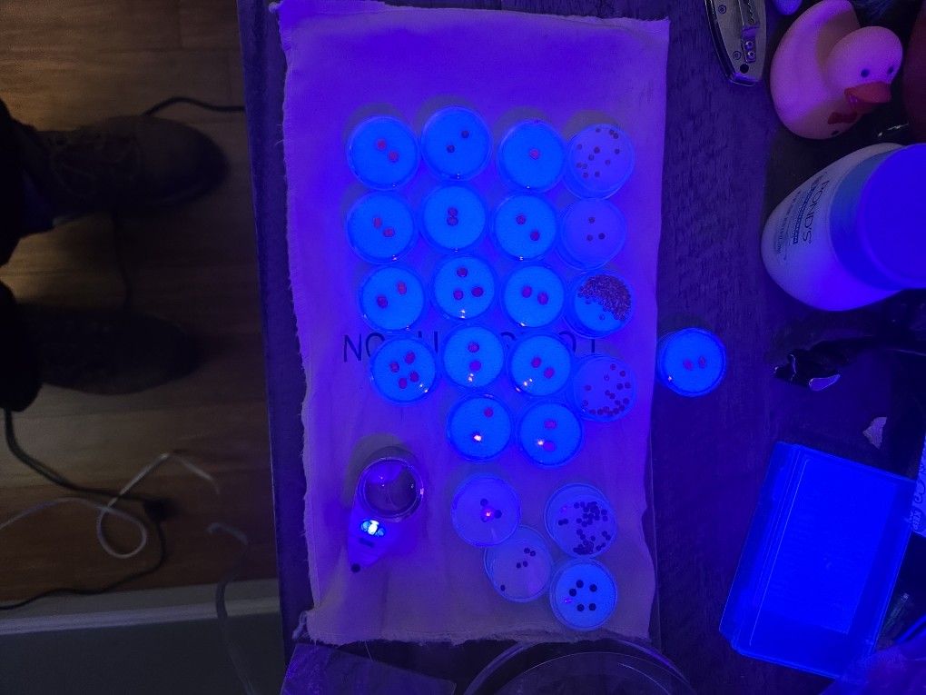 Rubies 0.2 -0.7 Carats