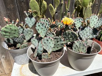Santa Rita cactus