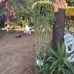 Plant Plants 