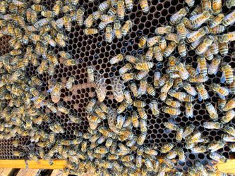 Local Beekeeper: Honey Bee Rescue & Removal
