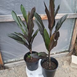 Black Cordyline Plants 10" Pot $10 Each