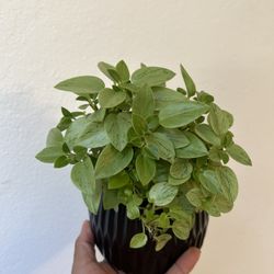 Peperomia Pixie 