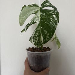 Monstera Albo Plant
