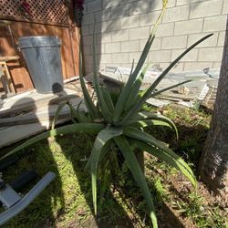 Aloe Vera Plants Large