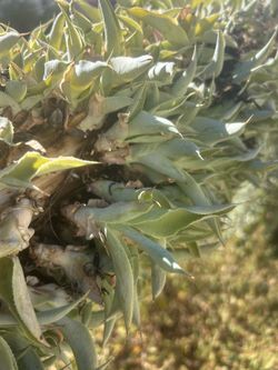 Unrooted Octopus Agave Pup 1$ only