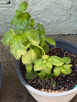 Basil 🌿 Plant