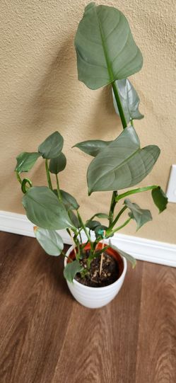 Live Pothos Plant in White Pot
