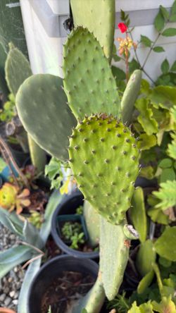 Nopal de tres pies y medio