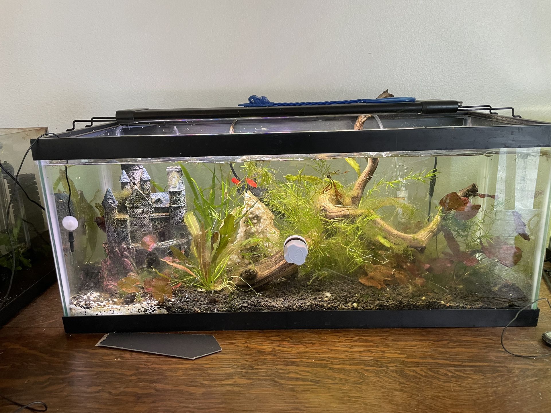 20 Gallon Long Fish Tank