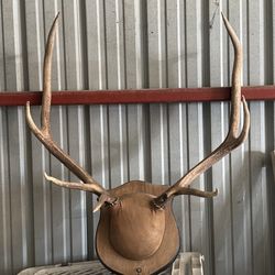 Elk mount
