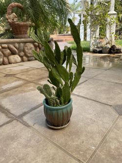 Succulent Arrangement 