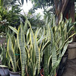 Snake Plant