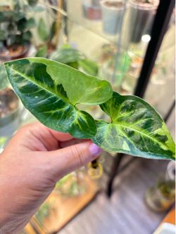 Syngonium Panda cutting with roots