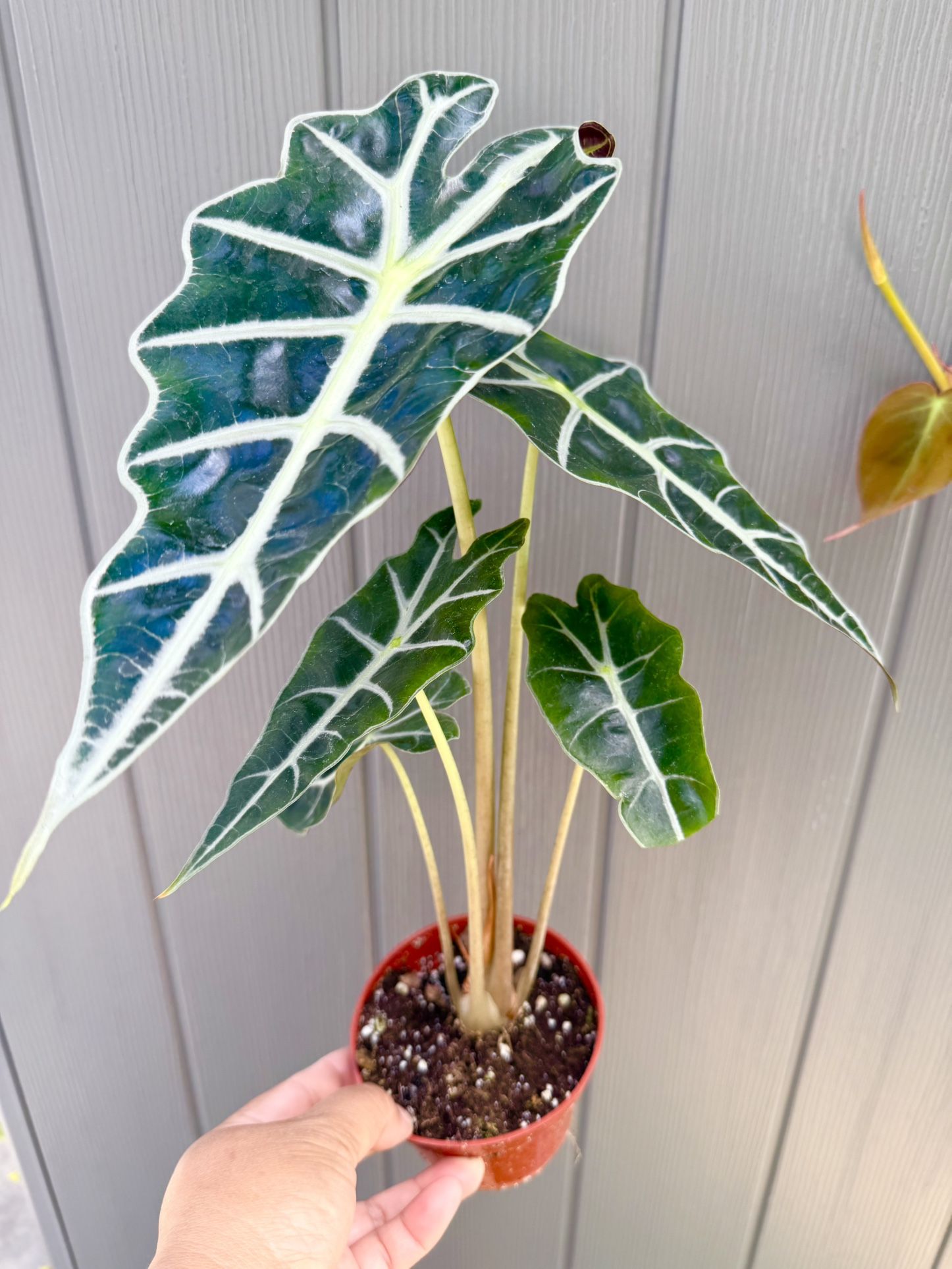 Plants (4”pot🌿African Mask Alocasia $8 each)