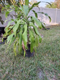 Cane Plant Outdoor/indoor Price For Each