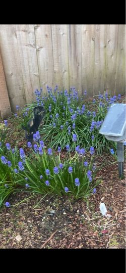 Blue Grape Muscari Hyacinth Bulbs