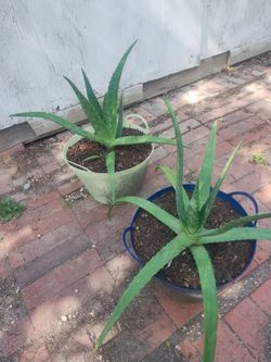 Aloe vera plants