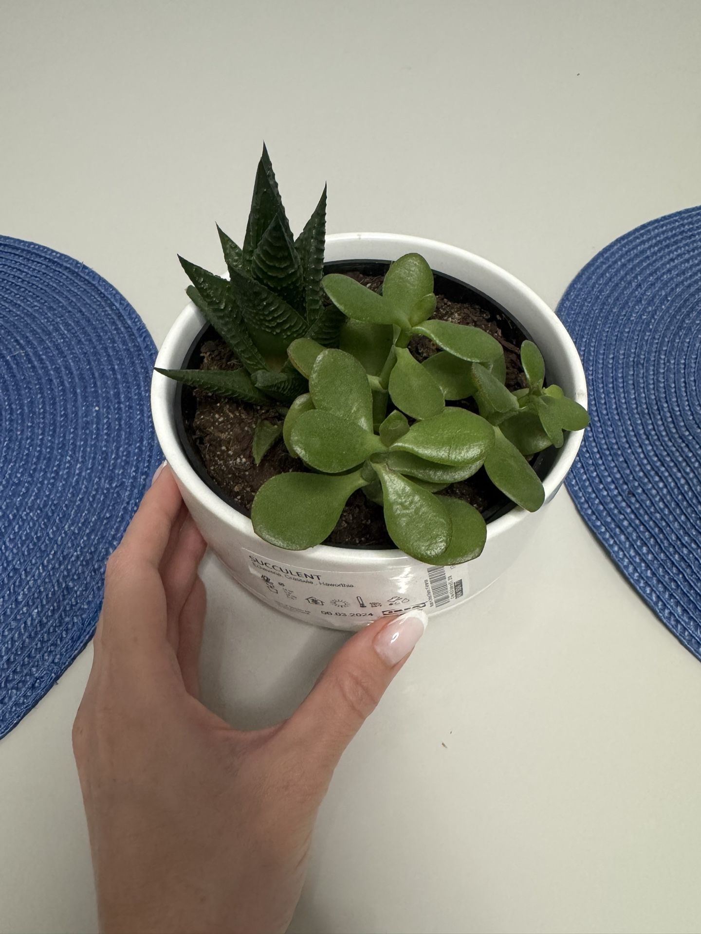 IKEA succulent
