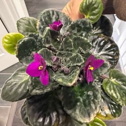 African Violet fully grown blooming purple in pot