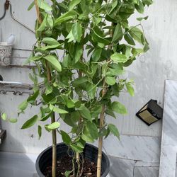 Jellyleaf Plant 42$.  Cây Sương Sâm 