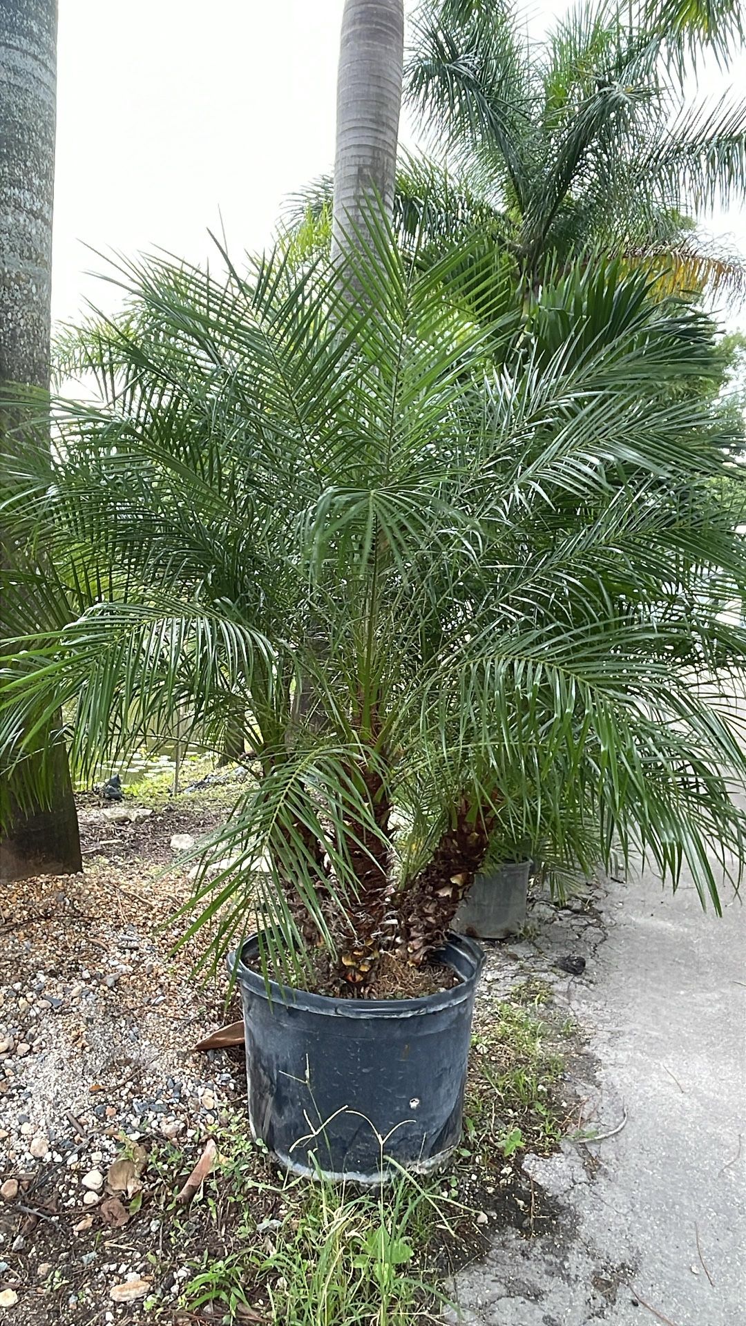 Rubeline Palm - 25gl